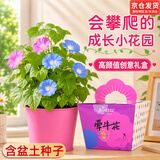 IAM City Farmer牵牛花 DIY种植盆栽工位种花种子幼儿园儿童玩具植物观察10071