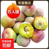 脆甜青脆李脱骨李 新鲜现摘小孩孕妇水果 分享装带箱3斤 大果狠甜