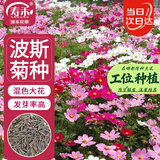 寿禾格桑花种子苗波斯菊秋季盆栽种籽 大花波斯菊混色种子100g(大袋)