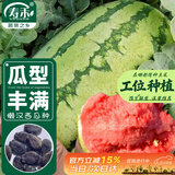 寿禾懒汉西瓜种子苗超甜特大春季水果种籽 甜蜜懒汉西瓜种子50粒/袋*2