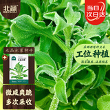 北蔬 冰菜种子苗水晶冰草阳台种盆栽四季蔬菜种籽 水晶冰菜种子1000粒