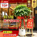 叹为观止大型植物发财树各种大颗盆栽开业乔迁客厅办公室内好养大型花卉 辫子发财树【1.2-1.4米】 含盆
