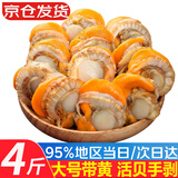 优牧冠 冷冻扇贝肉 部分带黄可做蒜蓉粉丝扇贝 70%固形物含量 特大号 净重4斤