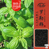 寿禾罗勒种子苗食用香草绿色盆栽种植香草种籽 潍丰寿艺罗勒种子5g