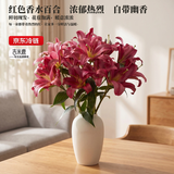 吉米鹿香水百合花鲜花A级【红色12朵】3-4枝云南基地鲜切花束源头直发