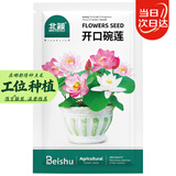 北蔬 碗莲种子苗水培鱼缸水养盆栽睡莲荷花四季种植带盆 碗莲种子套装