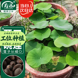 寿禾 碗莲种子苗荷花水培无土栽培花种籽 潍育寿艺开口碗莲种子30粒*2