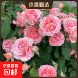 果汁阳台月季花苗四季开花卉盆栽绿植物室内花易活玫瑰带花苞庭院 珊瑚果冻【大花浓香，月月开分枝多】 【带花苞】【盆口径15cm】原盆冠25高35