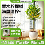 京东绿植【带果】香水柠檬树绿植客厅大盆栽高级感室内四季好养活源头直发
