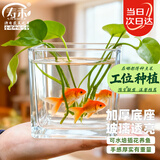 寿禾 透明水培玻璃瓶花盆种球方形加厚种植杯  10*10cm方形水培玻璃瓶
