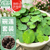 寿禾 碗莲种子已开口水培鱼缸装饰好养四季开花 碗莲2包20粒(10粒/包)