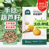 北蔬 手捻小葫芦种子苗文玩特小阳台庭院爬藤盆栽籽 手捻葫芦种子10粒