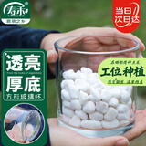 寿禾 水培玻璃杯花盆加厚透明植物插花容器 10*10cm圆形水培玻璃瓶