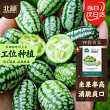 北蔬 拇指西瓜种子种苗水果迷你小西瓜种籽 拇指西瓜种子约50粒