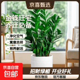 【金钱树】盆栽客厅室内植物钱串子大型发财绿植乔迁开业送盆花卉 6-9株 60-70cm+罗马柱树脂花盆 送肥料