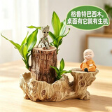 沭之美水培植物盆栽绿植巴西木幸运木室内水养绿植格鲁特巴西木源头直发