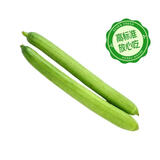 【安心菜】供港基地丝瓜500g