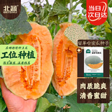 北蔬哈密瓜种子苗新疆网纹瓜甜瓜香瓜水果种籽 留翠哈密瓜种子100粒