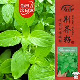 寿禾 荆芥种子苗大叶农田菜园可盆栽蔬菜种籽 大叶荆芥种子8g约4000粒