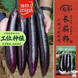 寿禾长茄子种子苗紫皮秋季菜园种植菜种籽 潍丰黑豹2号长茄种子120粒