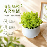 行湘多肉植物组合小盆栽办公室桌面仙人掌仙人球水培绿植花卉源头直发
