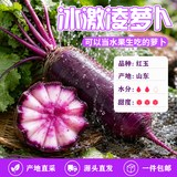 京鲜生山东潍坊冰激凌萝卜净重4.5斤礼盒单果300g+紫萝卜源头直发包邮