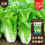 北蔬小白菜种子苗速生快菜耐高温菜籽 快翠奶油快菜种子100g(50gx2包)