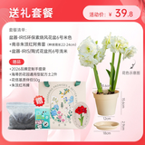 海蒂的花园旗舰店南非朱顶红进口重瓣种球室内阳台球根花卉植物保证对版种球 阿弗雷送礼套餐【中秋节礼物】 12+