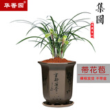 华香园春兰老八种之一【集圆】兰花苗浓幽香型带花苞办公室内盆栽绿植 集圆 1棵5苗 带花苞 裸根发货