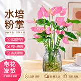 泰西丝带花发货粉掌室内桌面红掌花卉水培水养盆栽四季开花绿植源头直发