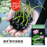 寿禾 开口碗莲种子水培已开口鱼缸植物荷花睡莲绿植 开口碗莲种子10粒