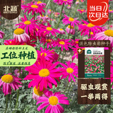 北蔬 除虫菊花种子苗防蚊虫家庭四季盆栽花种籽 混色除虫菊种子500粒