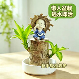 沭之美水培植物盆栽绿植巴西木幸运木室内水养绿植格鲁特巴西木源头直发