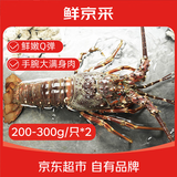 鲜京采越南小青龙 净重200-300g/只*2 新鲜到家 源头直发