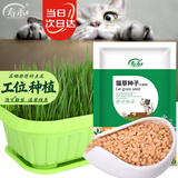 寿禾 猫草小麦草种子猫零食蔬菜籽 潍育中寿猫草(小麦草)大袋种子500g