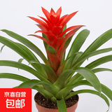 美观大方年销花鸿运当头大型盆栽绿植大凤梨客厅装饰送礼好养 【1盆】鸿运当头小红星+原盆原土+肥料 【年宵花】鸿运当头