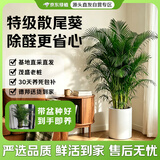 京东绿植【带盆种好】散尾葵绿植客厅盆栽办公室耐阴好养送货到家源头直发
