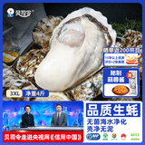 贝司令鲜活生蚝乳山生态牡蛎3XL 净重4斤 10-15只 源头直发生鲜中秋送礼