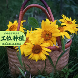 寿禾 向日葵苗带土蔬菜苗花苗盆栽食用花卉葵花太阳花瓜子种子秋冬季 盆栽观赏向日葵苗3棵