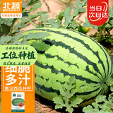 北蔬 懒汉西瓜种子种苗巨型特大超甜水果种籽 懒汉西瓜种子约50粒