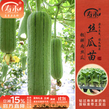 寿禾 各种蔬菜苗活苗带土发货大全菜苗大型苗场秋冬秧苗山东寿光种苗 肉丝瓜苗5棵
