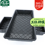 寿禾 育苗托盘套装芽菜多肉种植盘塑料加厚 有孔托盘+无孔托盘各一片