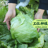 寿禾 生菜种子四季播紫色春季蔬菜莱种紫叶家庭种寿光菜籽叶菜种籽 （结球）寿禾生菜球种子10g