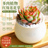 行湘多肉植物组合小盆栽办公室桌面仙人掌仙人球水培绿植花卉源头直发