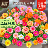 北蔬 太阳花种子苗重瓣混色大花苗四季开庭院阳台花籽 太阳花种子100g