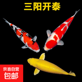 锦鲤活鱼观赏鱼活体淡水冷水鱼纯种黄金红白三色锦鲤鱼金鱼招财鱼 20-25cm 三阳开泰(红白+三色+黄