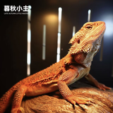 暮秋小主豹纹守宫活体小蜥蜴活物异宠温顺可爱入门新手柠檬霜橘子苗爬宠 火红棕鬃狮蜥（幼苗亲人）