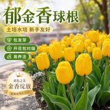 沭之美郁金香进口大种球花卉土养水培室内外盆栽耐寒冬天好养花源头直发