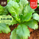 北蔬 大叶茼蒿种子苗虎耳茼蒿皇帝菜菜种籽 大叶茼蒿种子15g约6700粒