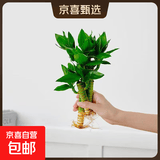懒人水培绿植九里香绿萝文竹室内易养净化空气花卉盆栽植物花卉 荷花竹3颗【不含盆】土培水培皆可10-15cm